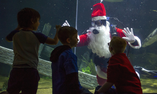 Holiday Traditions at the Tennessee Aquarium