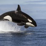 Blue Whales: Return of the Giants 3D
