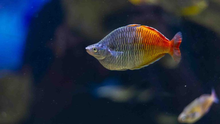 Rainbowfish in the Rivers of the World gallery 768x432