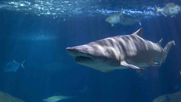 Sand Tiger Shark in the Secret Reef exhibit 768x432
